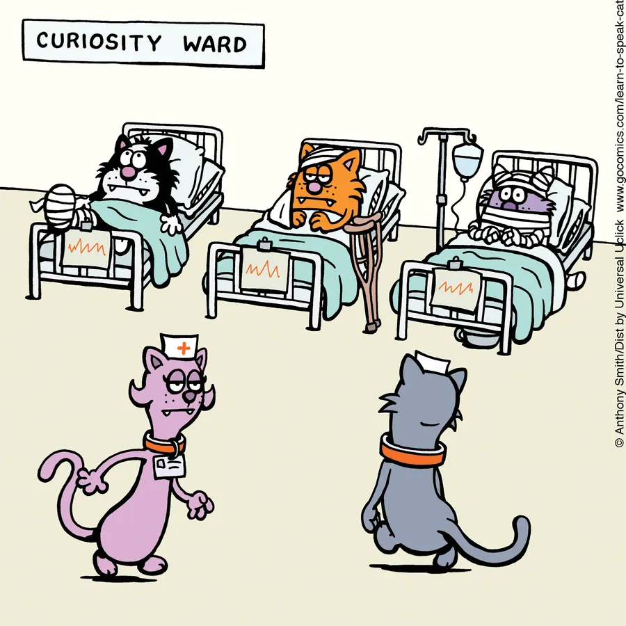 "Learn To Speak Cat": 30 One-Panel Comics Depicting The Daily Life Of A Cat