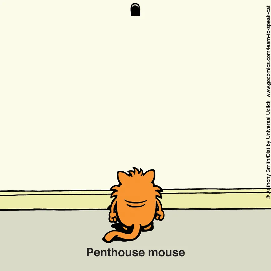 "Learn To Speak Cat": 30 One-Panel Comics Depicting The Daily Life Of A Cat