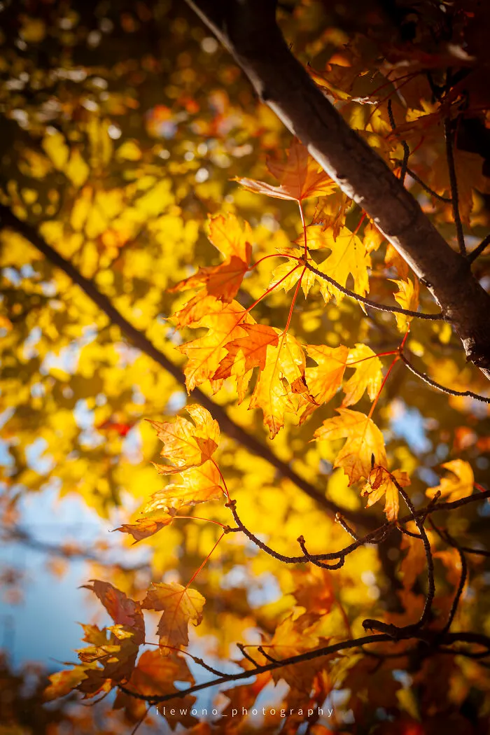 Early Fall