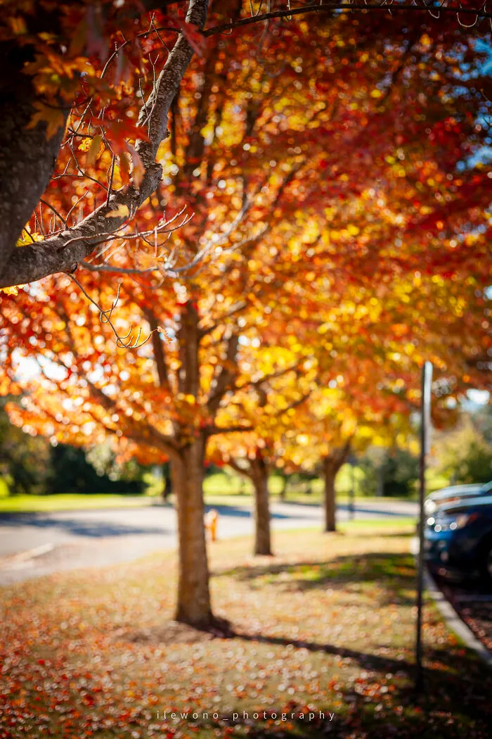 Early Fall