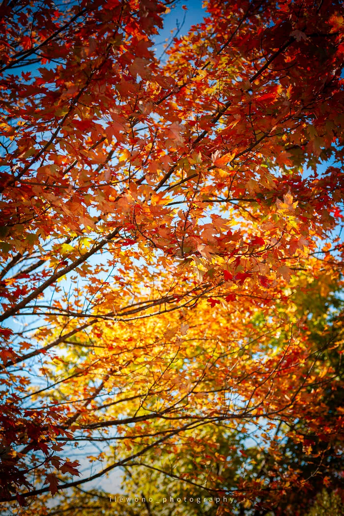 Early Fall