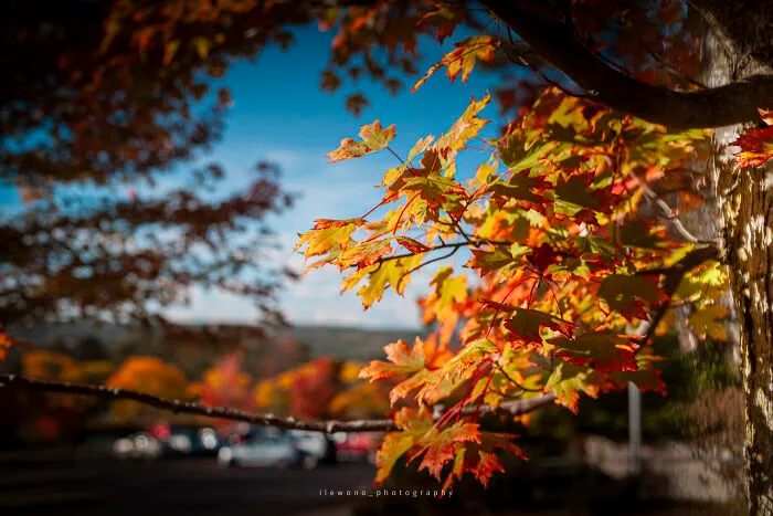Early Fall