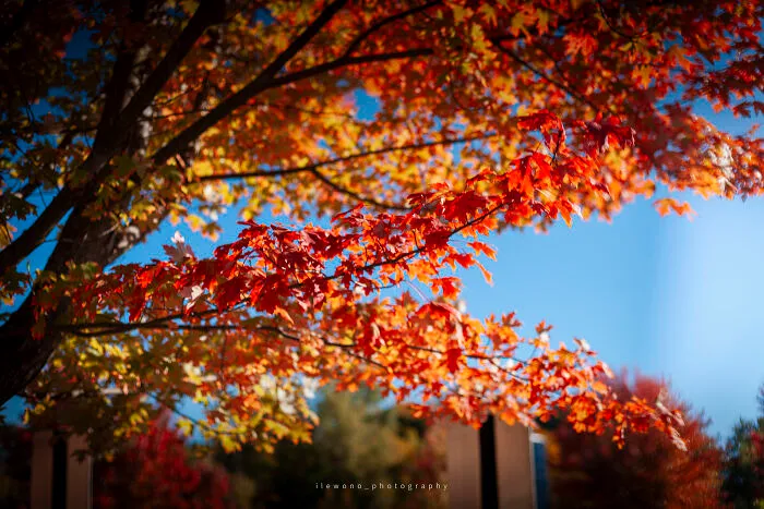 Early Fall