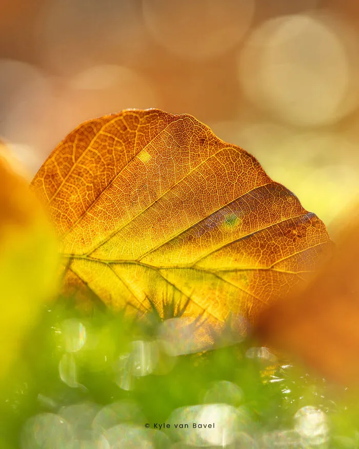 I’m A Macro Photographer, Focusing On The Small Things That Usually Go Unnoticed (28 Pics)