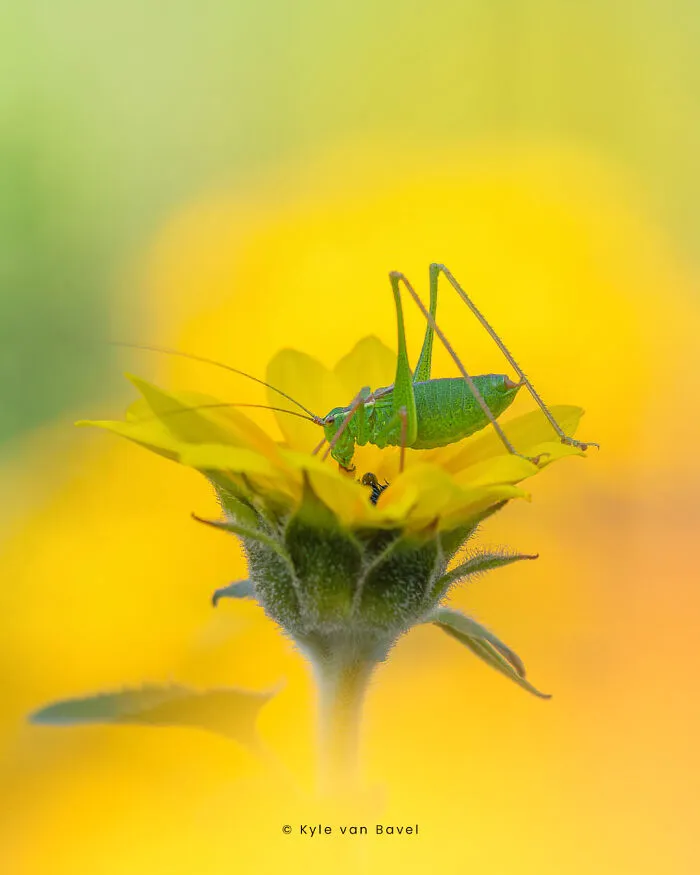 I’m A Macro Photographer, Focusing On The Small Things That Usually Go Unnoticed (28 Pics)