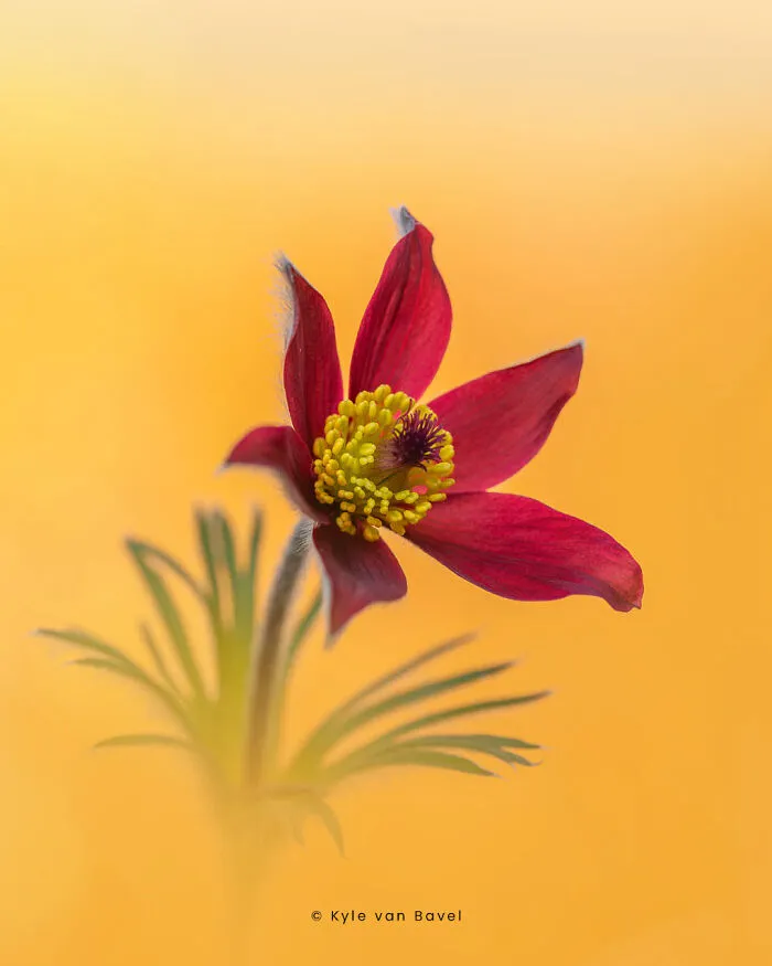 I’m A Macro Photographer, Focusing On The Small Things That Usually Go Unnoticed (28 Pics)