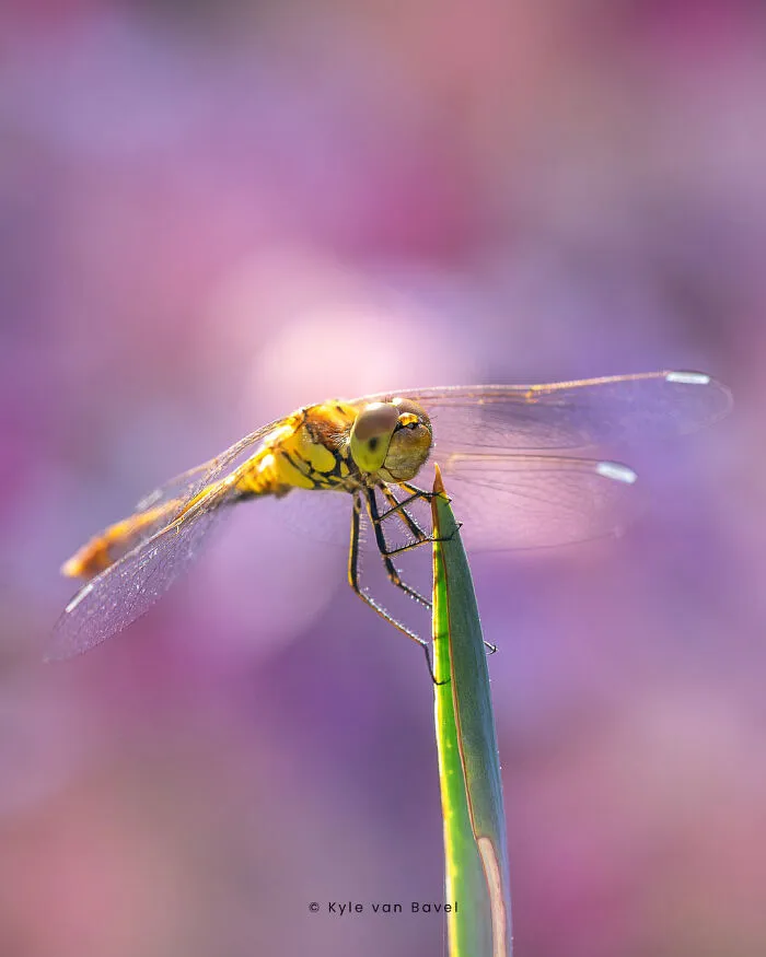 I’m A Macro Photographer, Focusing On The Small Things That Usually Go Unnoticed (28 Pics)