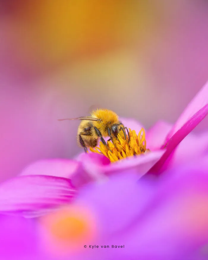 Dreamy Workplace For A Busy, Cute Bee