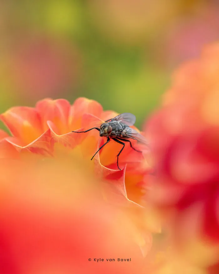 I’m A Macro Photographer, Focusing On The Small Things That Usually Go Unnoticed (28 Pics)