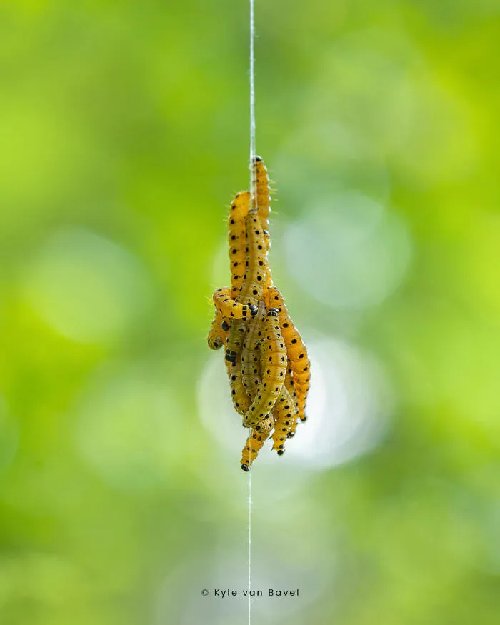 I’m A Macro Photographer, Focusing On The Small Things That Usually Go Unnoticed (28 Pics)