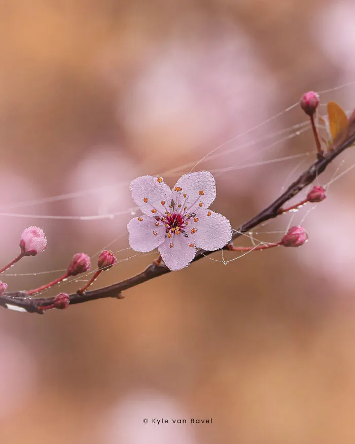 I’m A Macro Photographer, Focusing On The Small Things That Usually Go Unnoticed (28 Pics)