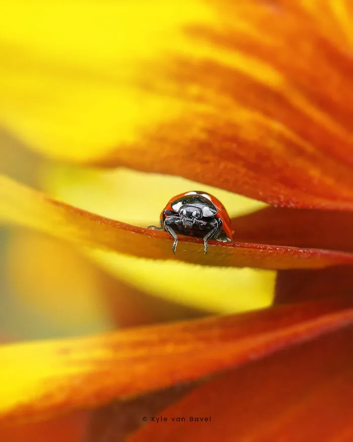 I’m A Macro Photographer, Focusing On The Small Things That Usually Go Unnoticed (28 Pics)