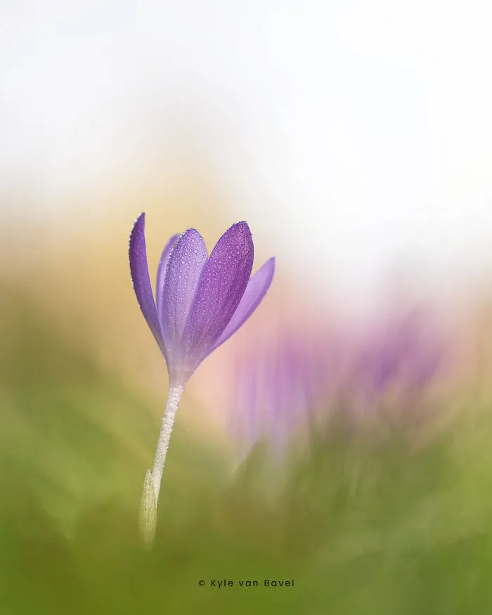I’m A Macro Photographer, Focusing On The Small Things That Usually Go Unnoticed (28 Pics)