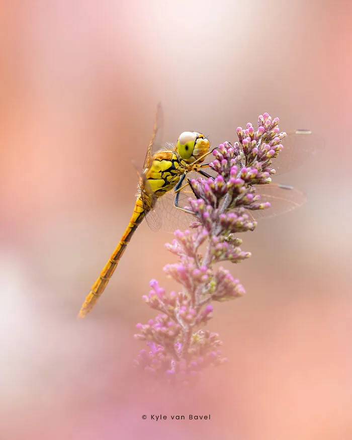 I’m A Macro Photographer, Focusing On The Small Things That Usually Go Unnoticed (28 Pics)