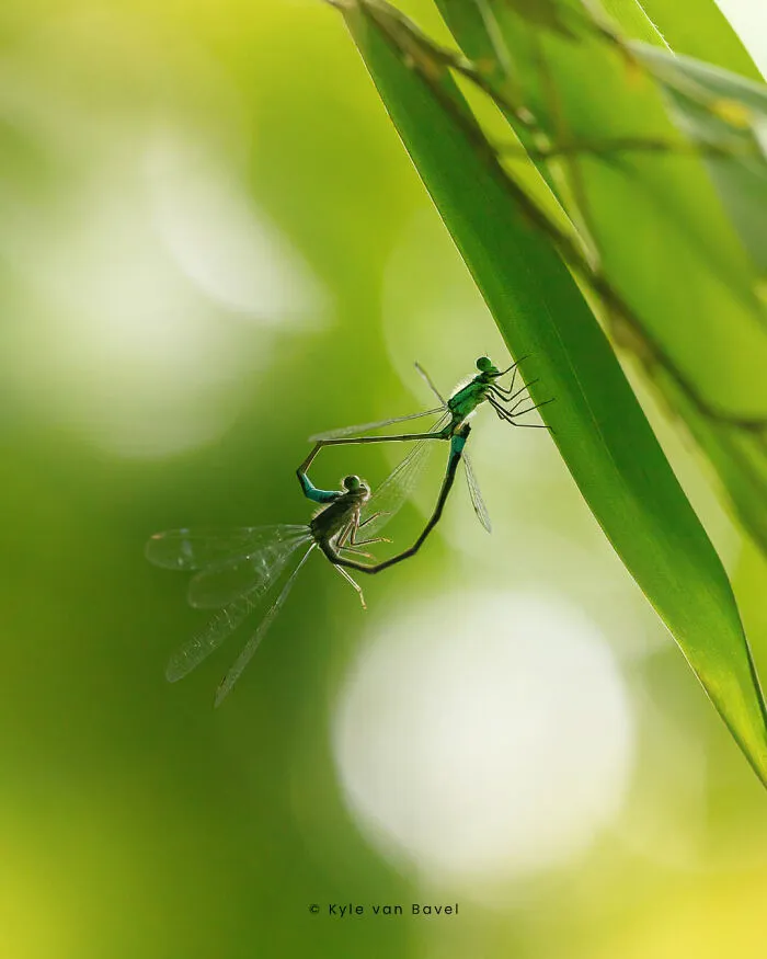 I’m A Macro Photographer, Focusing On The Small Things That Usually Go Unnoticed (28 Pics)