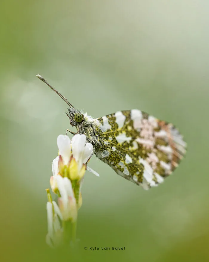 I’m A Macro Photographer, Focusing On The Small Things That Usually Go Unnoticed (28 Pics)