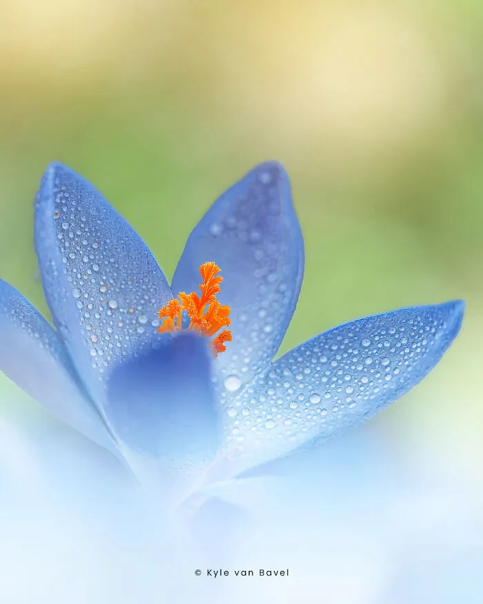I’m A Macro Photographer, Focusing On The Small Things That Usually Go Unnoticed (28 Pics)