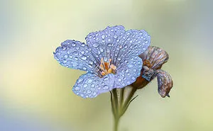 I’m A Macro Photographer, Focusing On The Small Things That Usually Go Unnoticed (28 Pics)