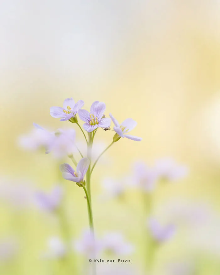 I’m A Macro Photographer, Focusing On The Small Things That Usually Go Unnoticed (28 Pics)