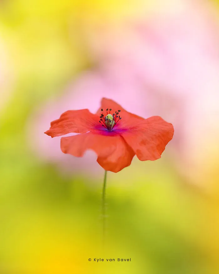 I’m A Macro Photographer, Focusing On The Small Things That Usually Go Unnoticed (28 Pics)