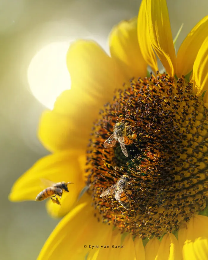 I’m A Macro Photographer, Focusing On The Small Things That Usually Go Unnoticed (28 Pics)
