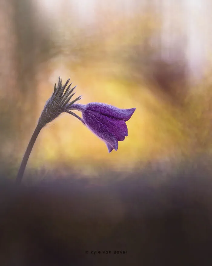 I’m A Macro Photographer, Focusing On The Small Things That Usually Go Unnoticed (28 Pics)