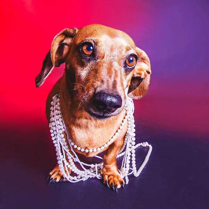 My 13 Colorful And Vibrant Canine Portraits That I Took For A Dog Calendar