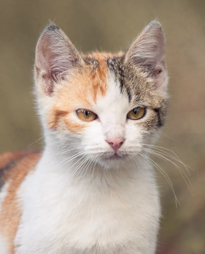 I Photographed 40 Street Cats To Celebrate Their Quirky And Endearing Personalities
