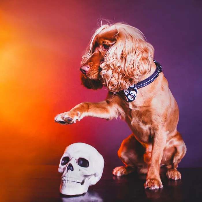 My 13 Colorful And Vibrant Canine Portraits That I Took For A Dog Calendar