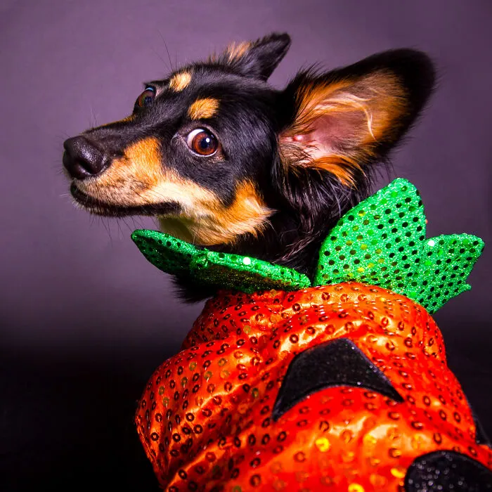 My 13 Colorful And Vibrant Canine Portraits That I Took For A Dog Calendar