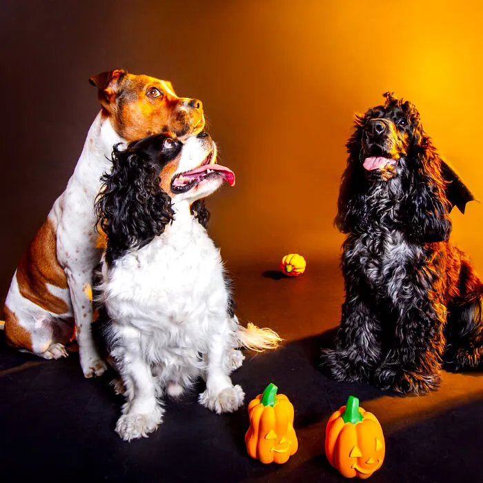 My 13 Colorful And Vibrant Canine Portraits That I Took For A Dog Calendar