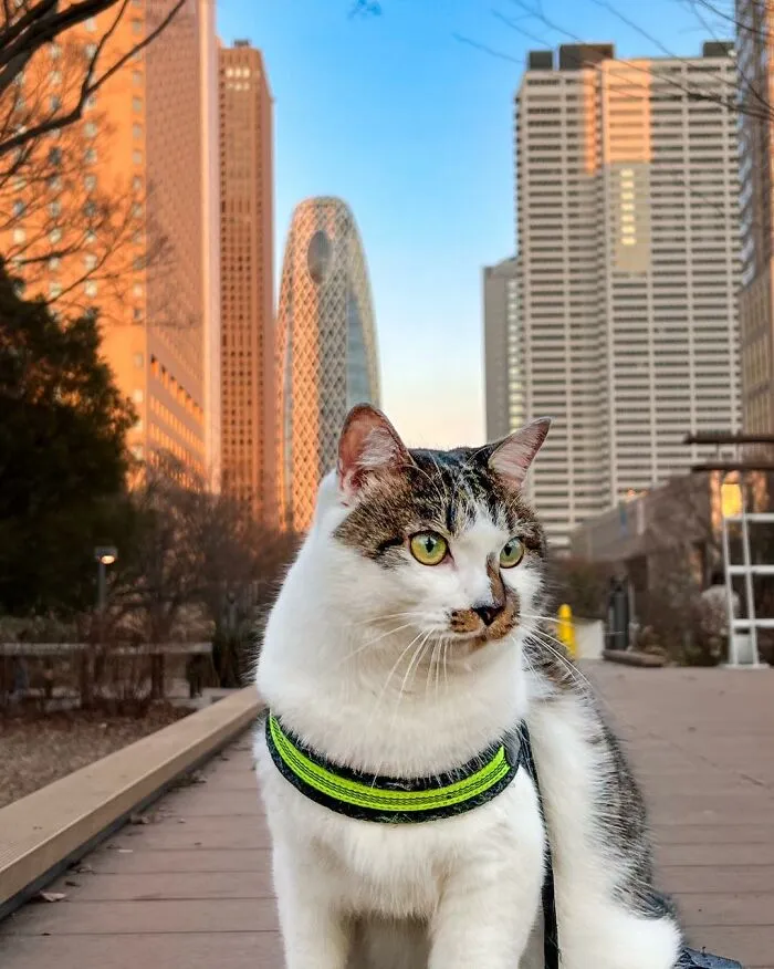 Traveling Cats: 30 Purrfect Photos Of Two Cats Accompanying Their Humans Around Japan (New Pics)