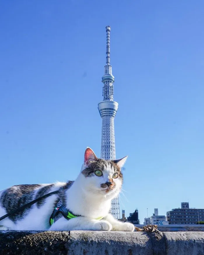 Traveling Cats: 30 Purrfect Photos Of Two Cats Accompanying Their Humans Around Japan (New Pics)