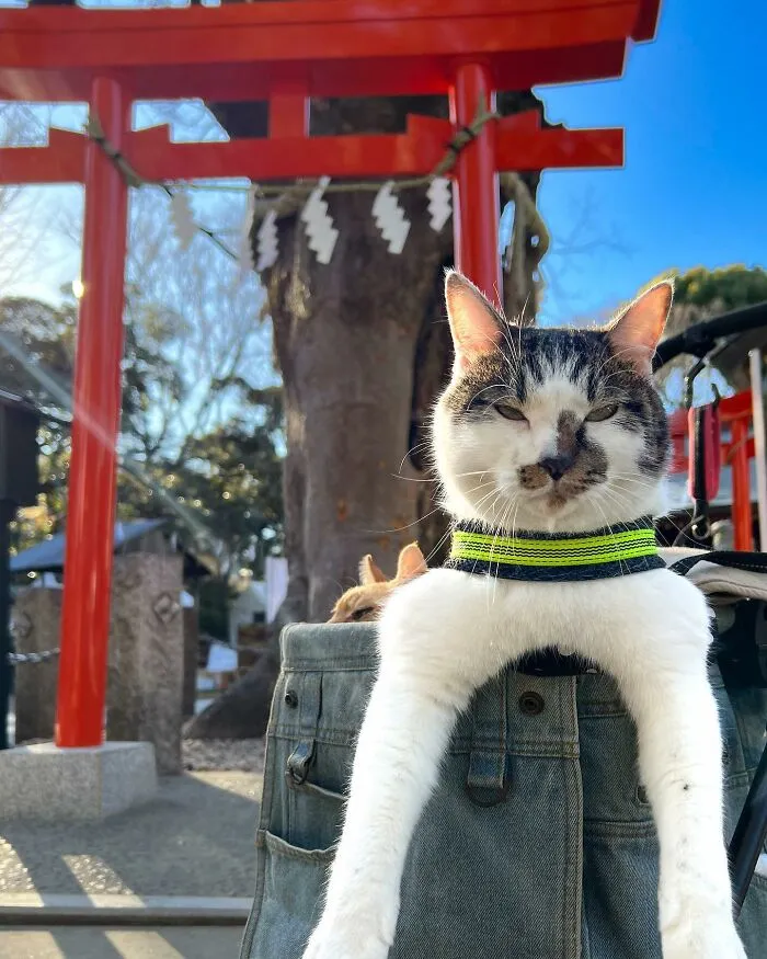 Traveling Cats: 30 Purrfect Photos Of Two Cats Accompanying Their Humans Around Japan (New Pics)