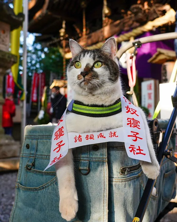 Traveling Cats: 30 Purrfect Photos Of Two Cats Accompanying Their Humans Around Japan (New Pics)