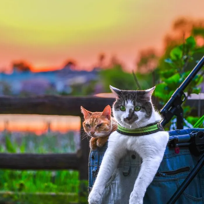 Traveling Cats: 30 Purrfect Photos Of Two Cats Accompanying Their Humans Around Japan (New Pics)