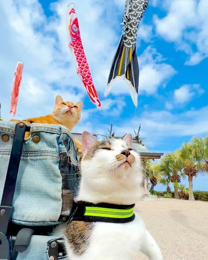 Traveling Cats: 30 Purrfect Photos Of Two Cats Accompanying Their Humans Around Japan (New Pics)