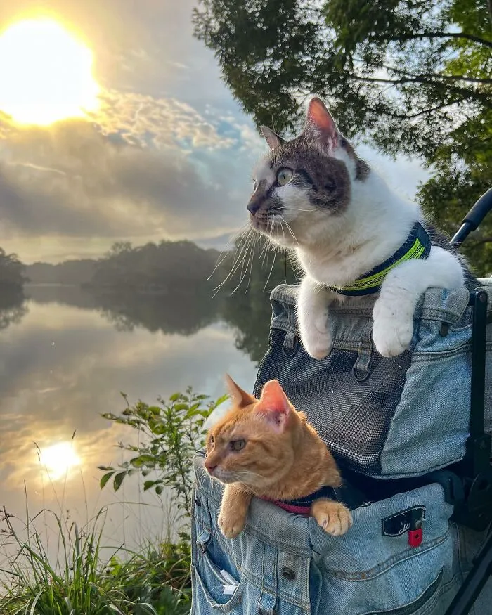Traveling Cats: 30 Purrfect Photos Of Two Cats Accompanying Their Humans Around Japan (New Pics)