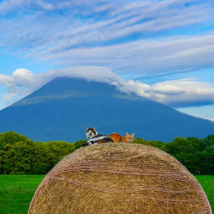 Traveling Cats: 30 Purrfect Photos Of Two Cats Accompanying Their Humans Around Japan (New Pics)
