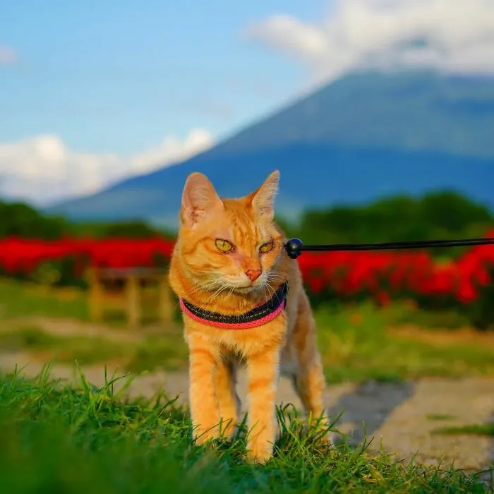 Traveling Cats: 30 Purrfect Photos Of Two Cats Accompanying Their Humans Around Japan (New Pics)