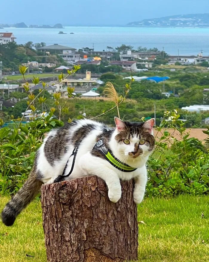 Traveling Cats: 30 Purrfect Photos Of Two Cats Accompanying Their Humans Around Japan (New Pics)