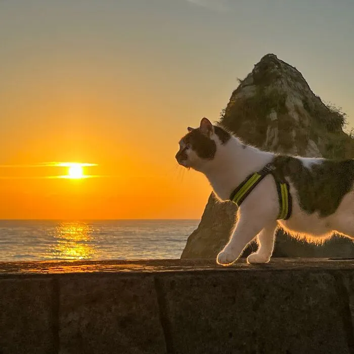 Traveling Cats: 30 Purrfect Photos Of Two Cats Accompanying Their Humans Around Japan (New Pics)