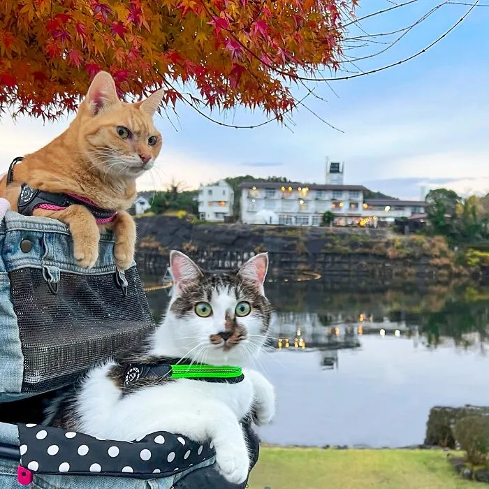 Traveling Cats: 30 Purrfect Photos Of Two Cats Accompanying Their Humans Around Japan (New Pics)