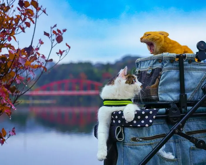 Traveling Cats: 30 Purrfect Photos Of Two Cats Accompanying Their Humans Around Japan (New Pics)