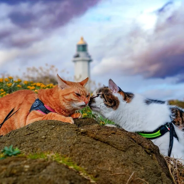 Traveling Cats: 30 Purrfect Photos Of Two Cats Accompanying Their Humans Around Japan (New Pics)