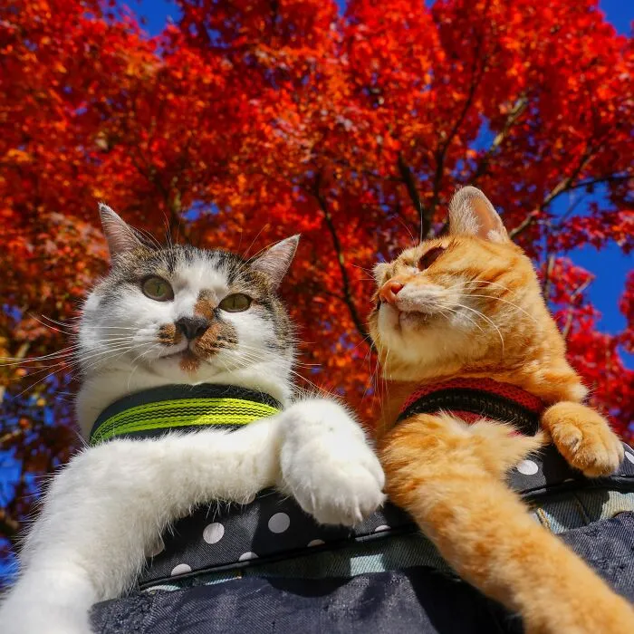 Traveling Cats: 30 Purrfect Photos Of Two Cats Accompanying Their Humans Around Japan (New Pics)