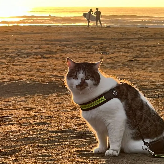 Traveling Cats: 30 Purrfect Photos Of Two Cats Accompanying Their Humans Around Japan (New Pics)