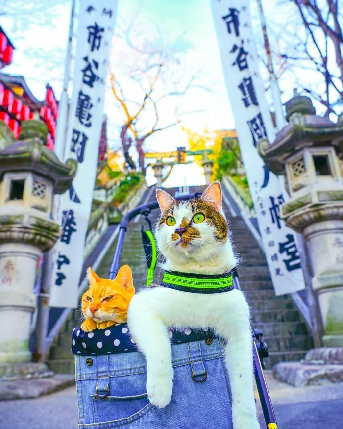 Traveling Cats: 30 Purrfect Photos Of Two Cats Accompanying Their Humans Around Japan (New Pics)