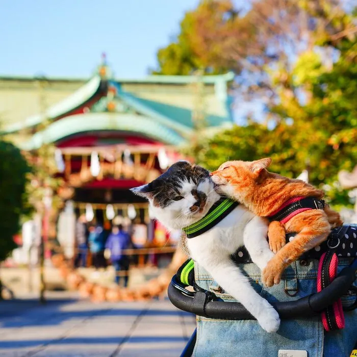 Traveling Cats: 30 Purrfect Photos Of Two Cats Accompanying Their Humans Around Japan (New Pics)