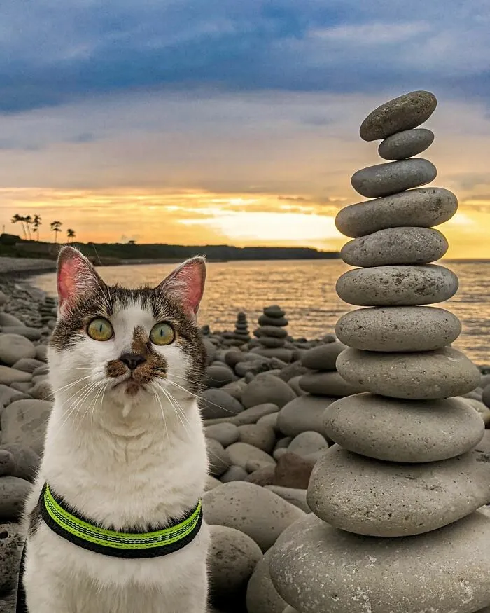 Traveling Cats: 30 Purrfect Photos Of Two Cats Accompanying Their Humans Around Japan (New Pics)